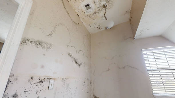 Best HVAC Mold Inspection and Cleaning  in Plum, PA
