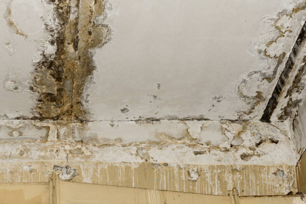 Professional Mold Removal in Plum, PA