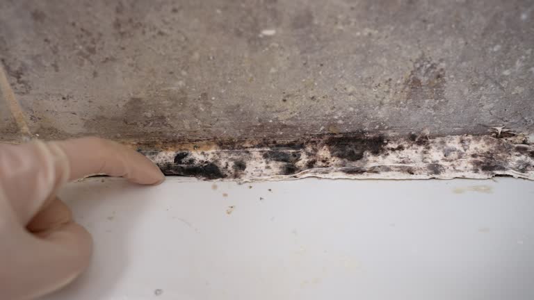Best Mold Damage Restoration  in Plum, PA