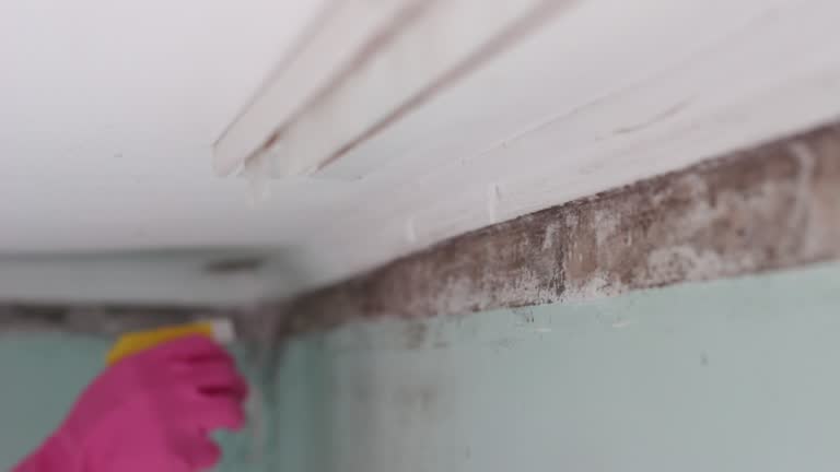 Best Mold Remediation for Vacation Homes  in Plum, PA